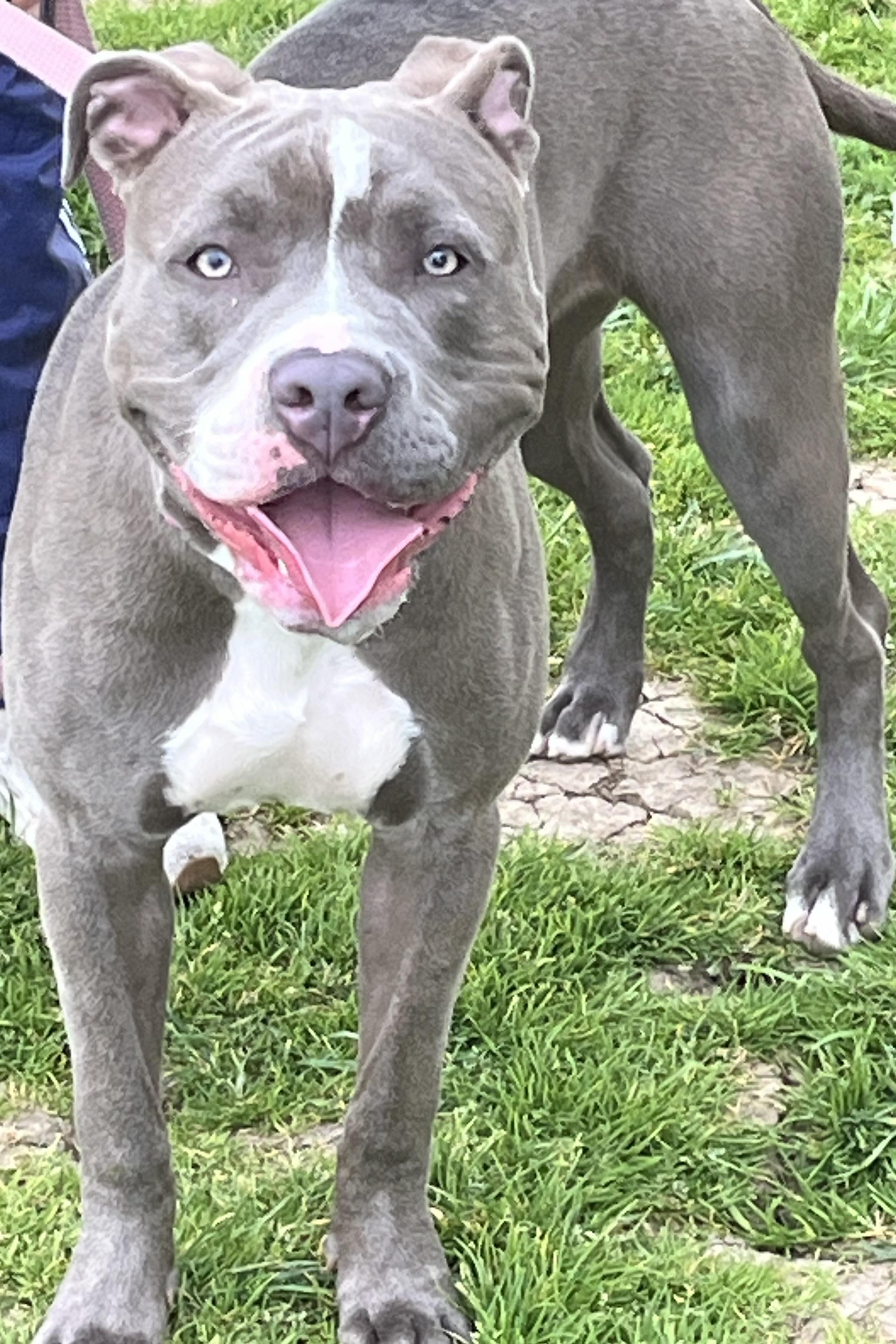 Enlarge Sadie, a Adoptable American Staffordshire Terrier in Oakley, CA image 3/6