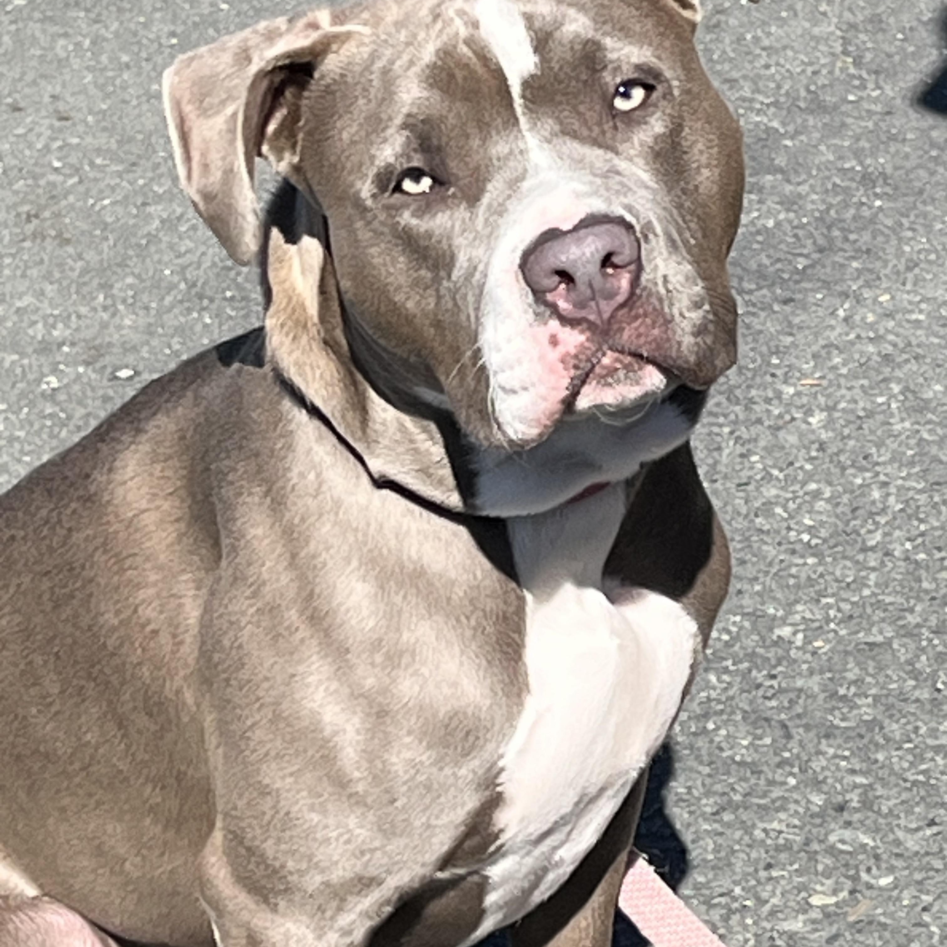 Enlarge Sadie, a Adoptable American Staffordshire Terrier in Oakley, CA image 1/6