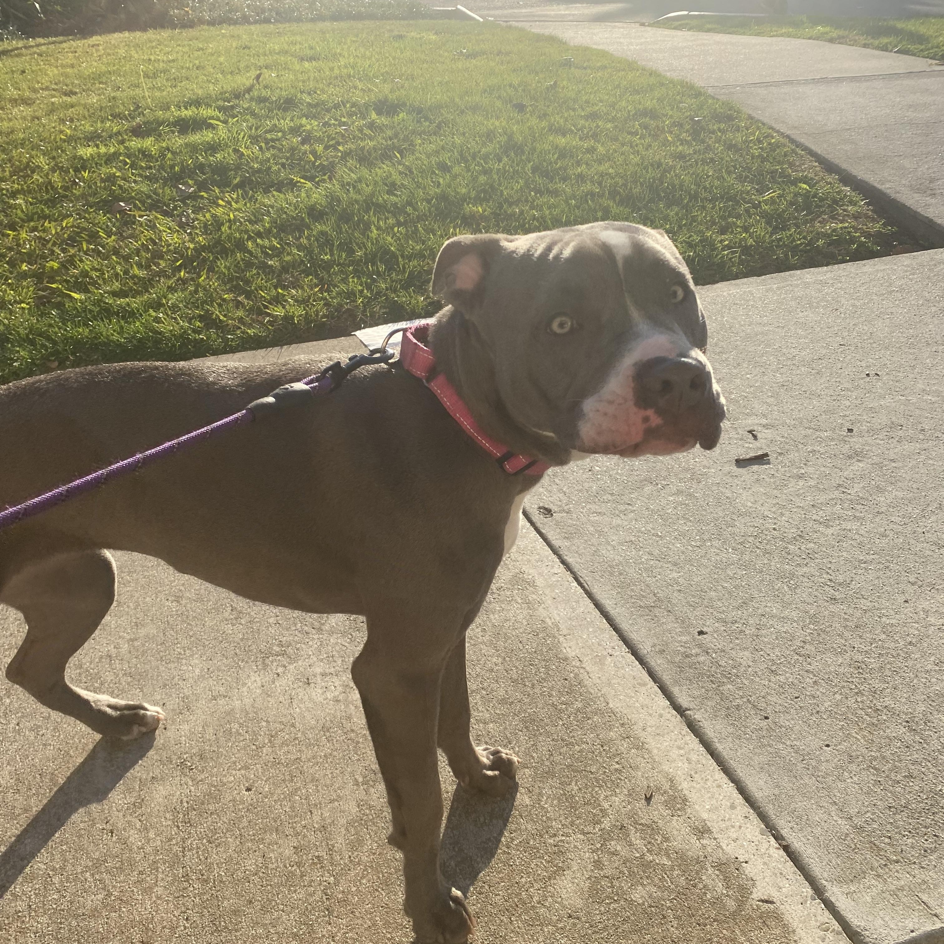 Enlarge Sadie, a Adoptable American Staffordshire Terrier in Oakley, CA image 6/6