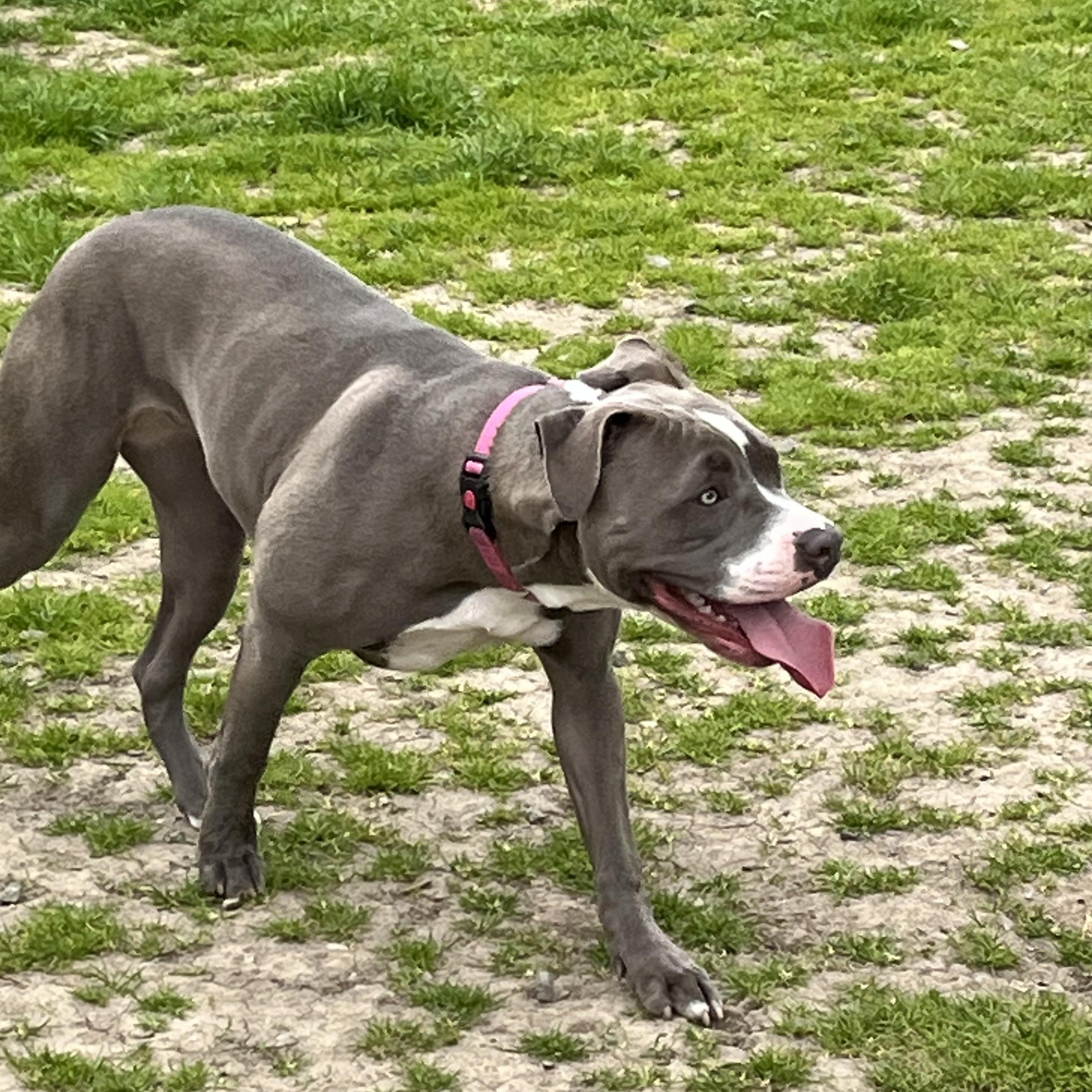 Enlarge Sadie, a Adoptable American Staffordshire Terrier in Oakley, CA image 4/6