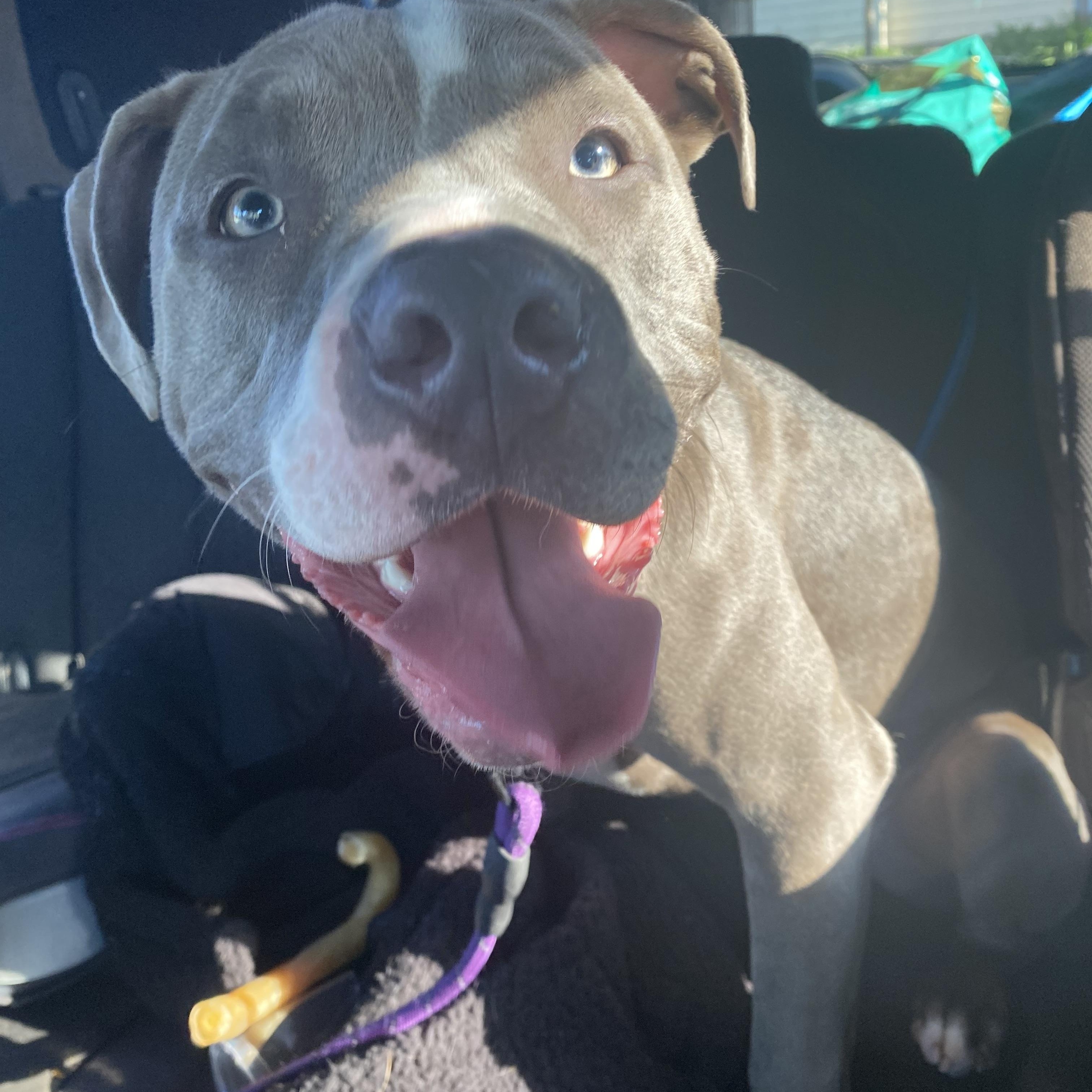 Enlarge Sadie, a Adoptable American Staffordshire Terrier in Oakley, CA image 5/6