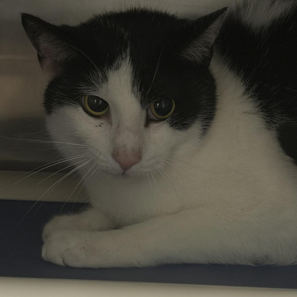 Rhett, Adoptable, Adult Male Domestic Short Hair.