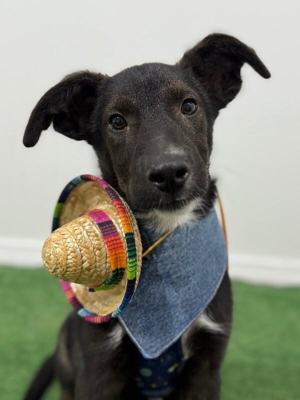 Charlie, Adoptable, Puppy Male Mountain Cur & Belgian Shepherd / Malinois.
