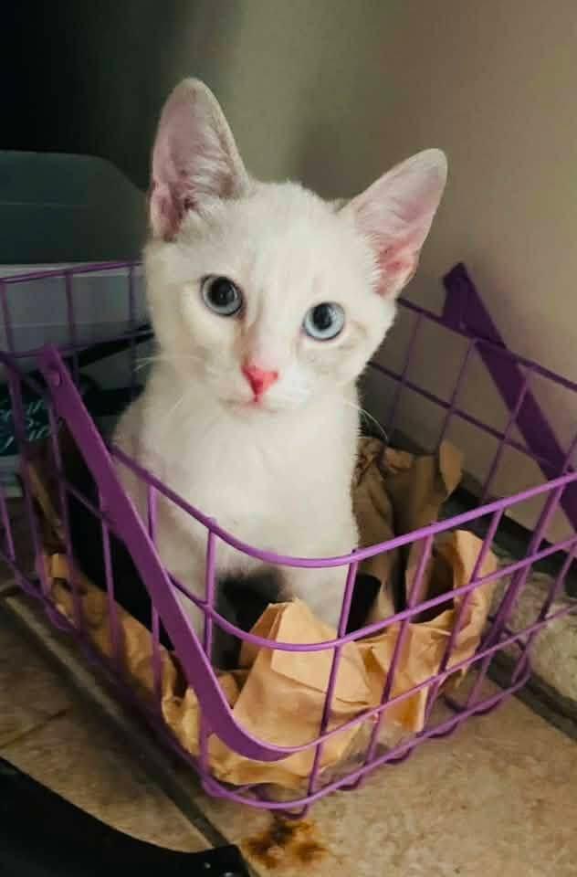 Sierra, ADOPTABLE, Kitten Female Domestic Short Hair & Siamese.