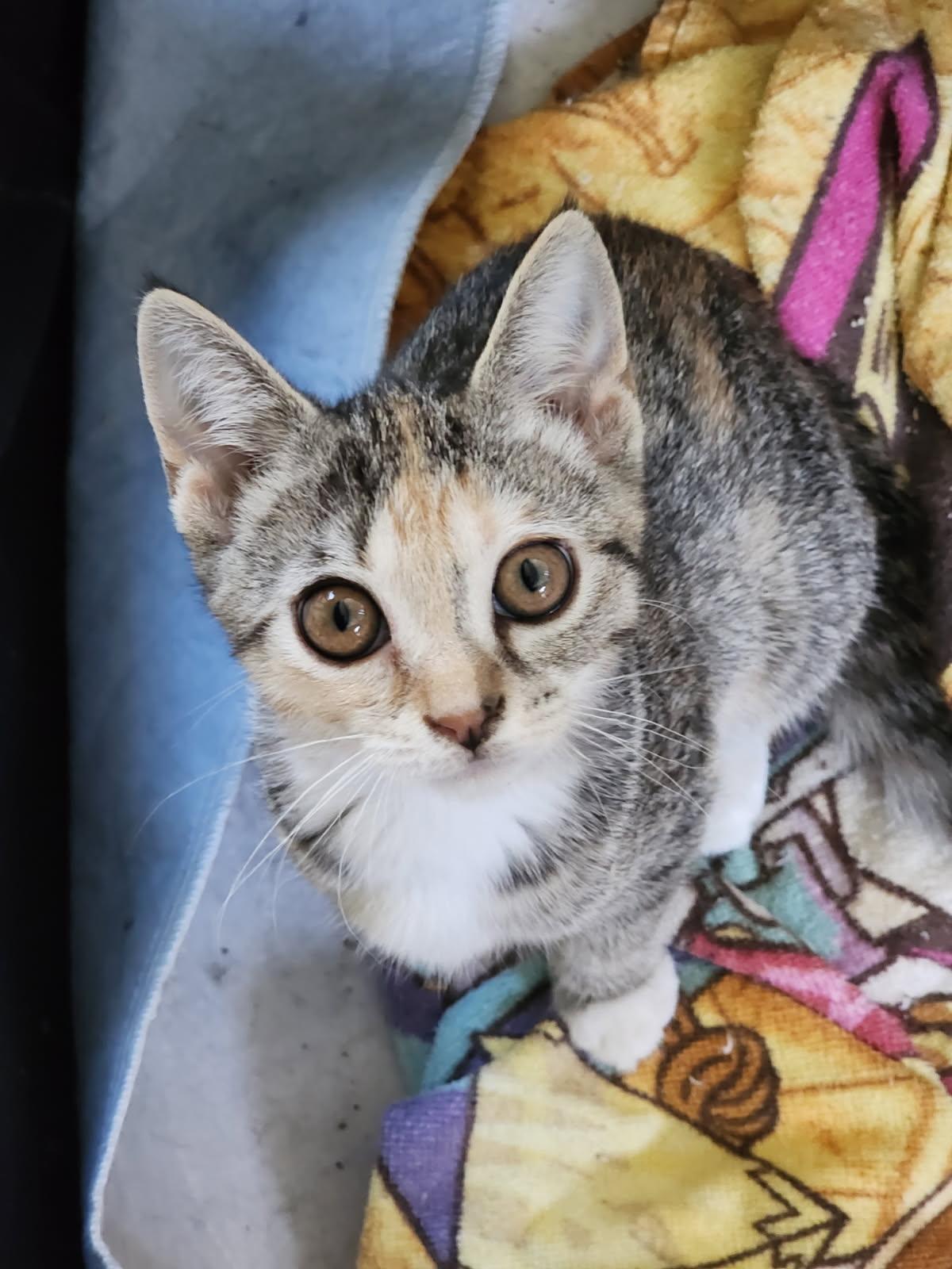 Raisin, Adoptable, Kitten Female Tortoiseshell.