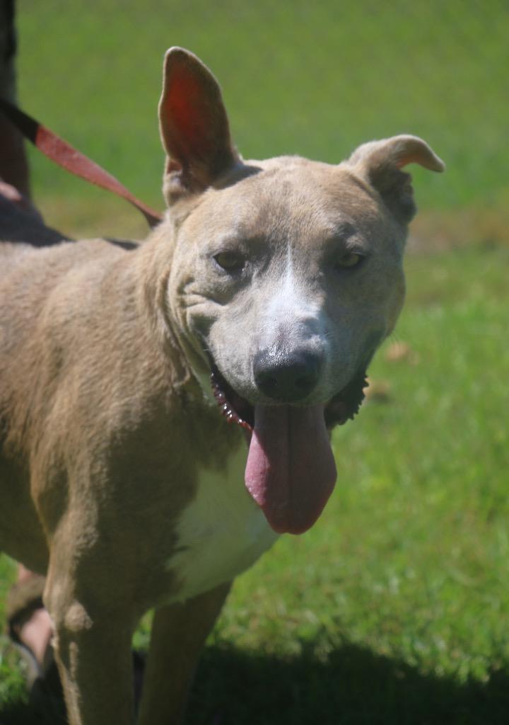 Reuben James 23, Adoptable, Adult Male Australian Cattle Dog / Blue Heeler & Mixed Breed.