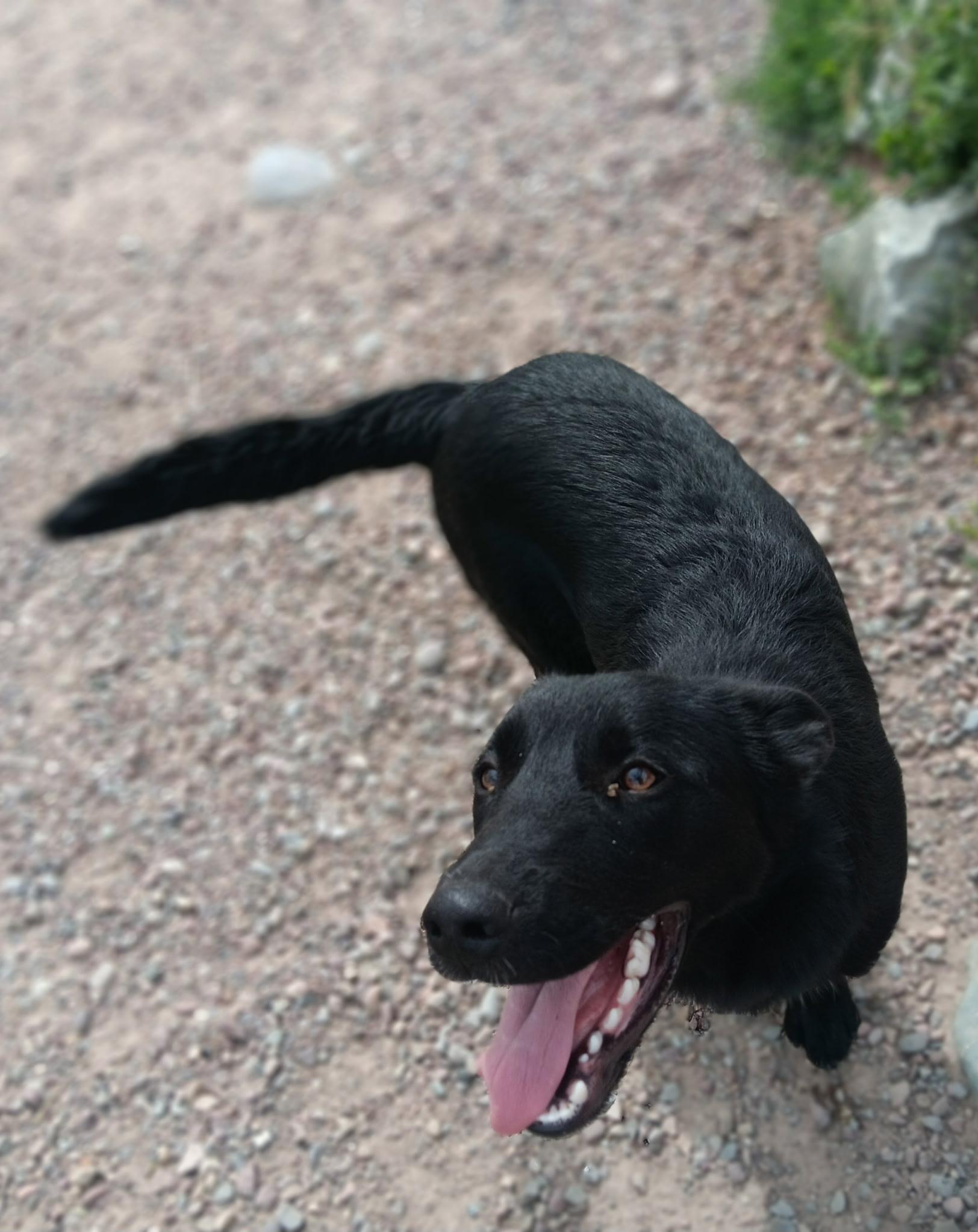 Roman, an adoptable Dutch Shepherd in Polson, MT, 59860 | Photo Image 1