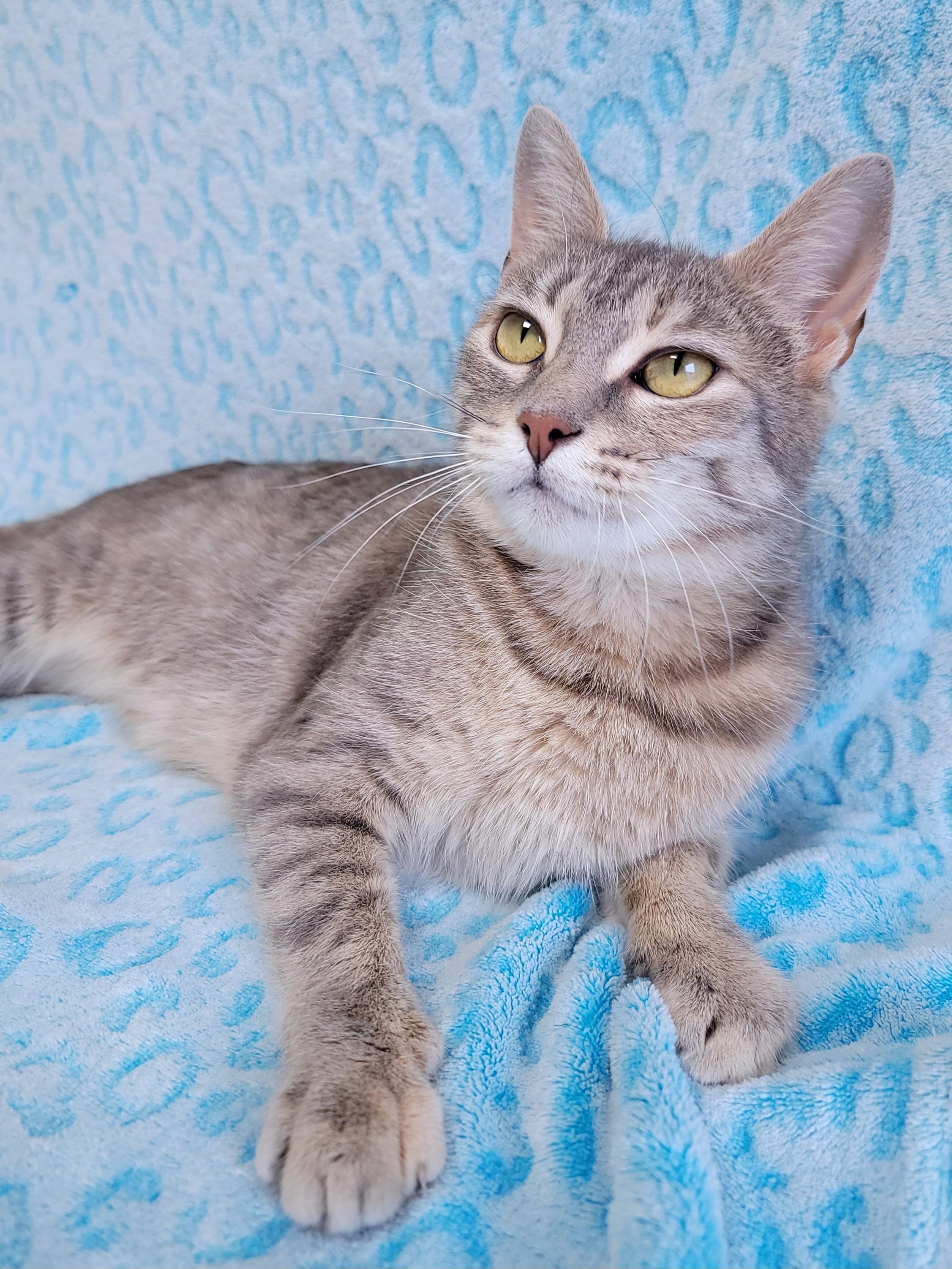 Enlarge Vixen, a Adoptable Domestic Short Hair in Hornell, NY image 1/1