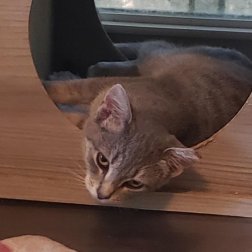 Enlarge L Kiki, a Adoptable Domestic Short Hair in Salt Point, NY image 3/3