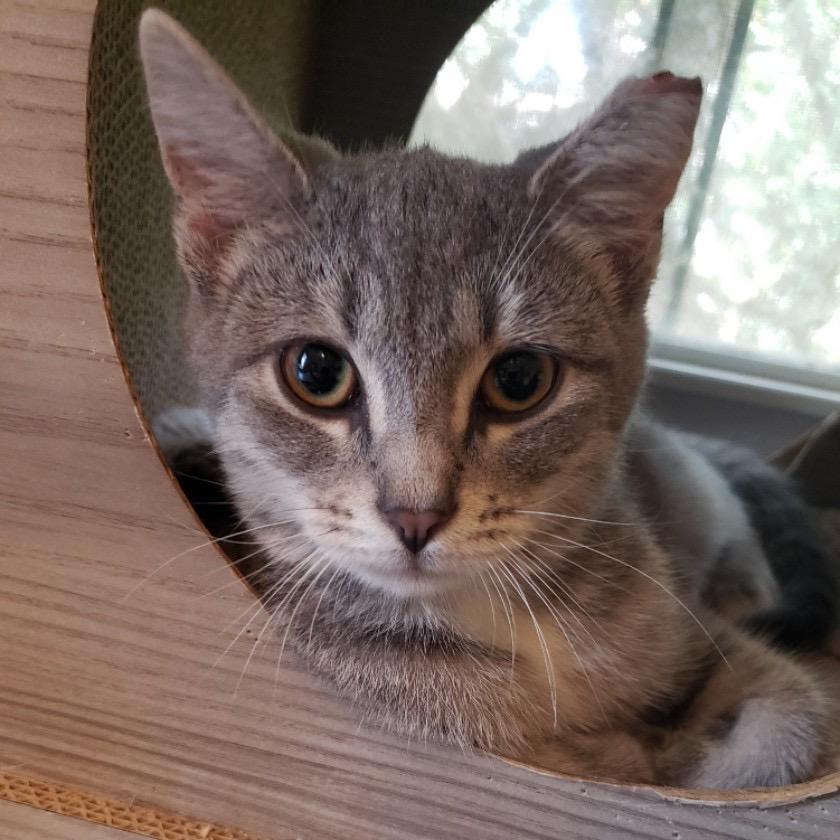 Enlarge L Kiki, a Adoptable Domestic Short Hair in Salt Point, NY image 1/3