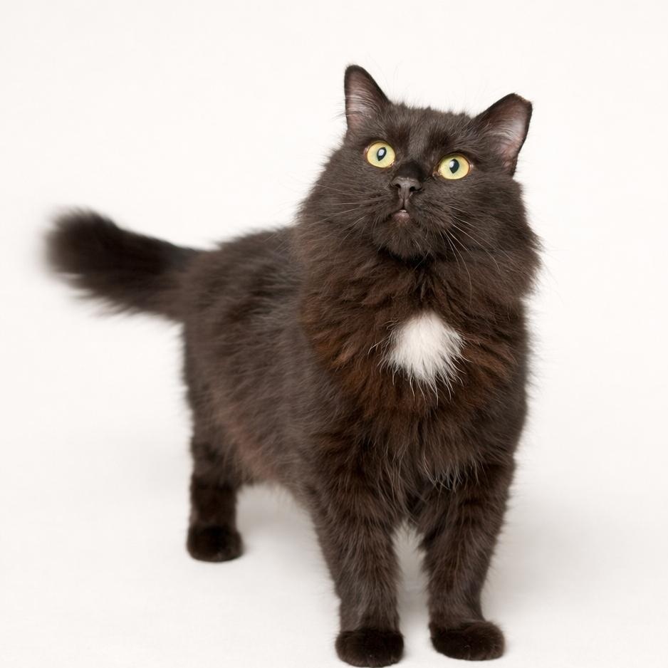 Enlarge Wolfie , a Adoptable Domestic Long Hair in Jersey City, NJ image 3/4