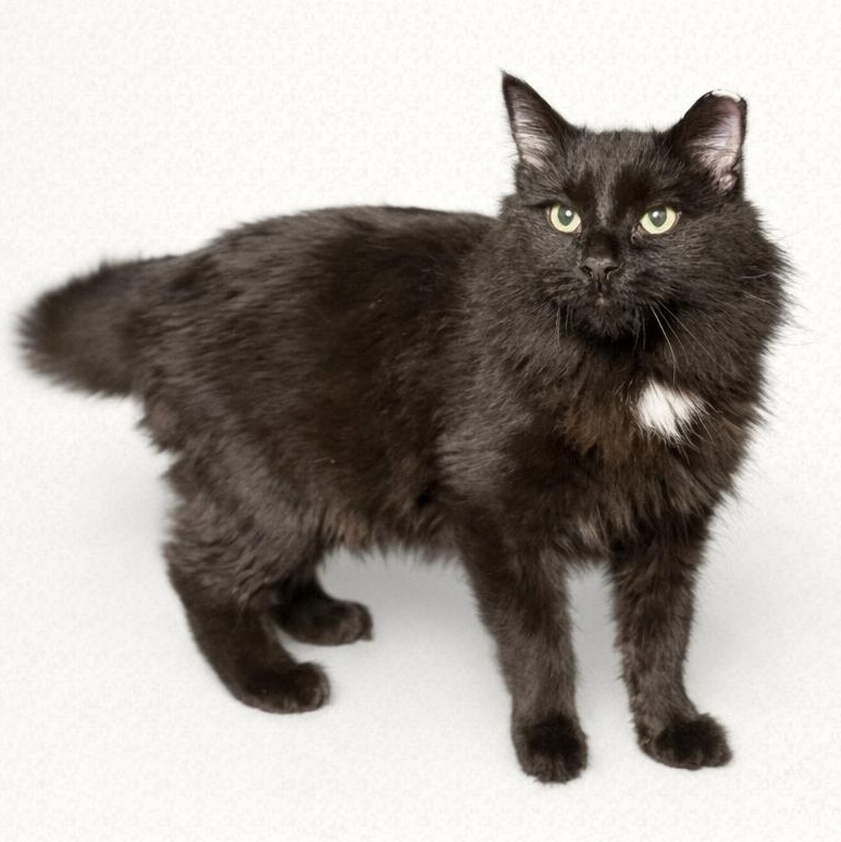 Enlarge Wolfie , a Adoptable Domestic Long Hair in Jersey City, NJ image 2/4
