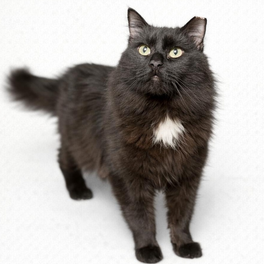 Enlarge Wolfie , a Adoptable Domestic Long Hair in Jersey City, NJ image 4/4
