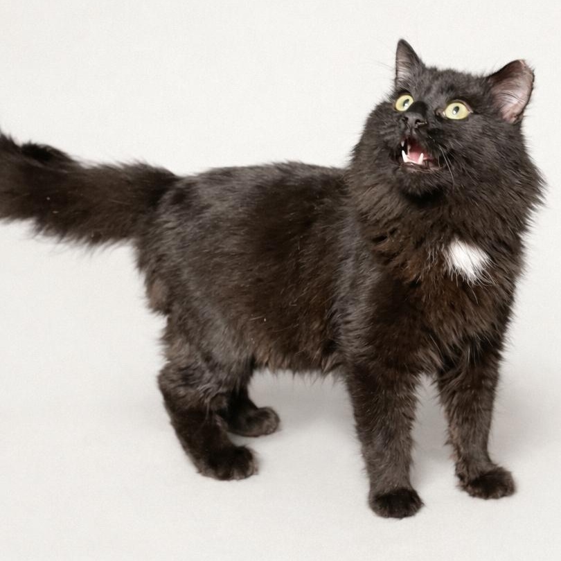 Wolfie , Adoptable, Young Male Domestic Long Hair.