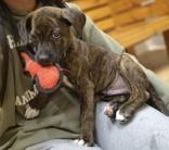 Enlarge Wesley, a ADOPTABLE mixed breed in Woodstock, IL image 3/3
