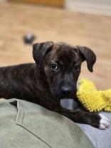 Enlarge Wesley, a ADOPTABLE mixed breed in Woodstock, IL image 2/3