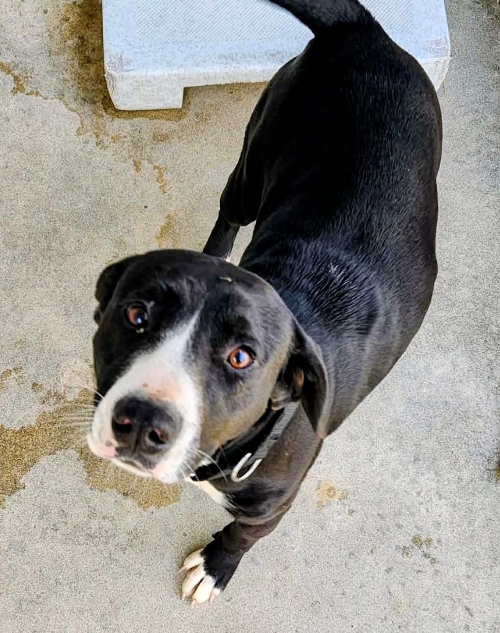 Enlarge ButterCup, an adoptable Mixed Breed in North Myrtle Beach, SC image 2/3