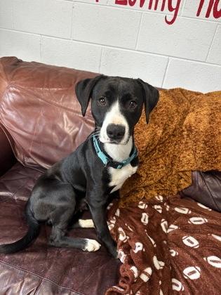 Enlarge ButterCup, an adoptable Mixed Breed in North Myrtle Beach, SC image 3/3