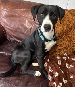 Enlarge ButterCup, an adoptable Mixed Breed in North Myrtle Beach, SC image 1/3