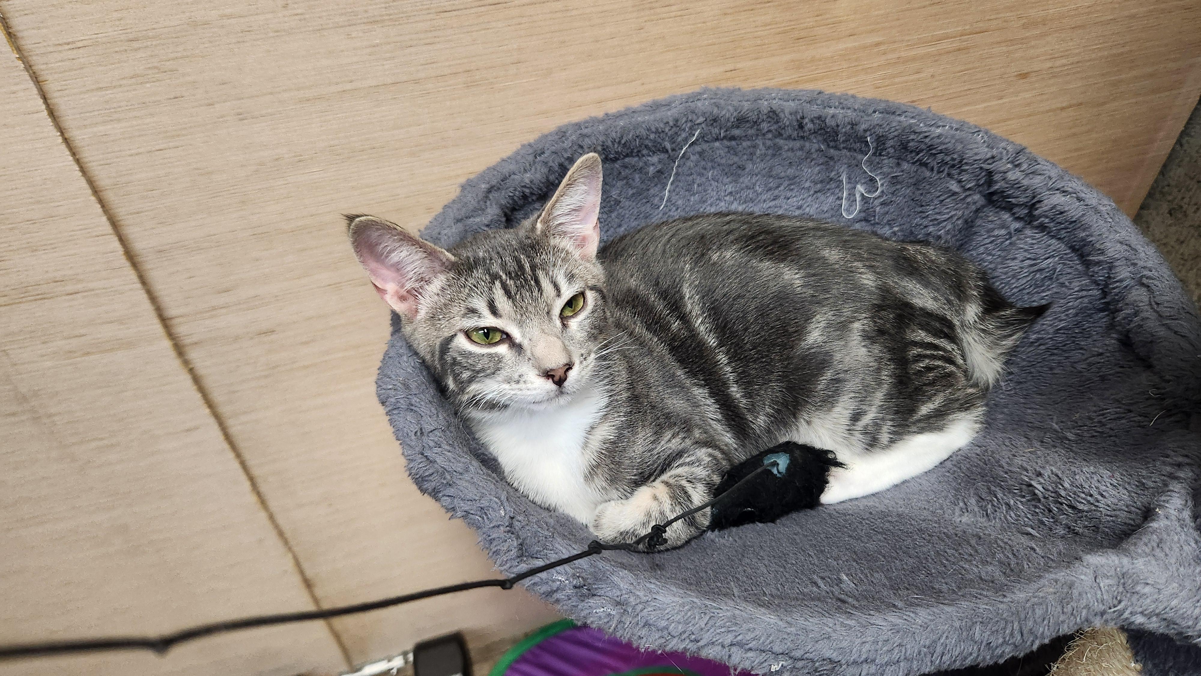 Enlarge Mr. Spoons (AKA little spoon), a Adopted Domestic Short Hair in Stow, MA image 1/6