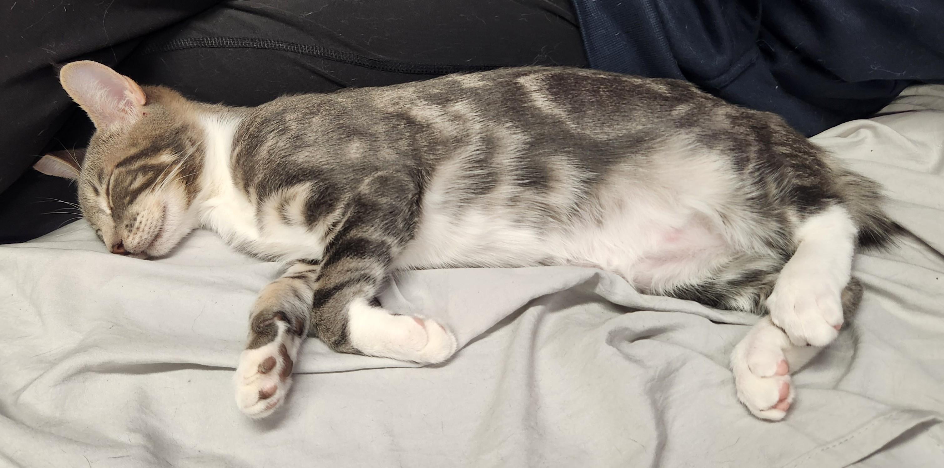 Enlarge Mr. Spoons (AKA little spoon), a Adopted Domestic Short Hair in Stow, MA image 2/6