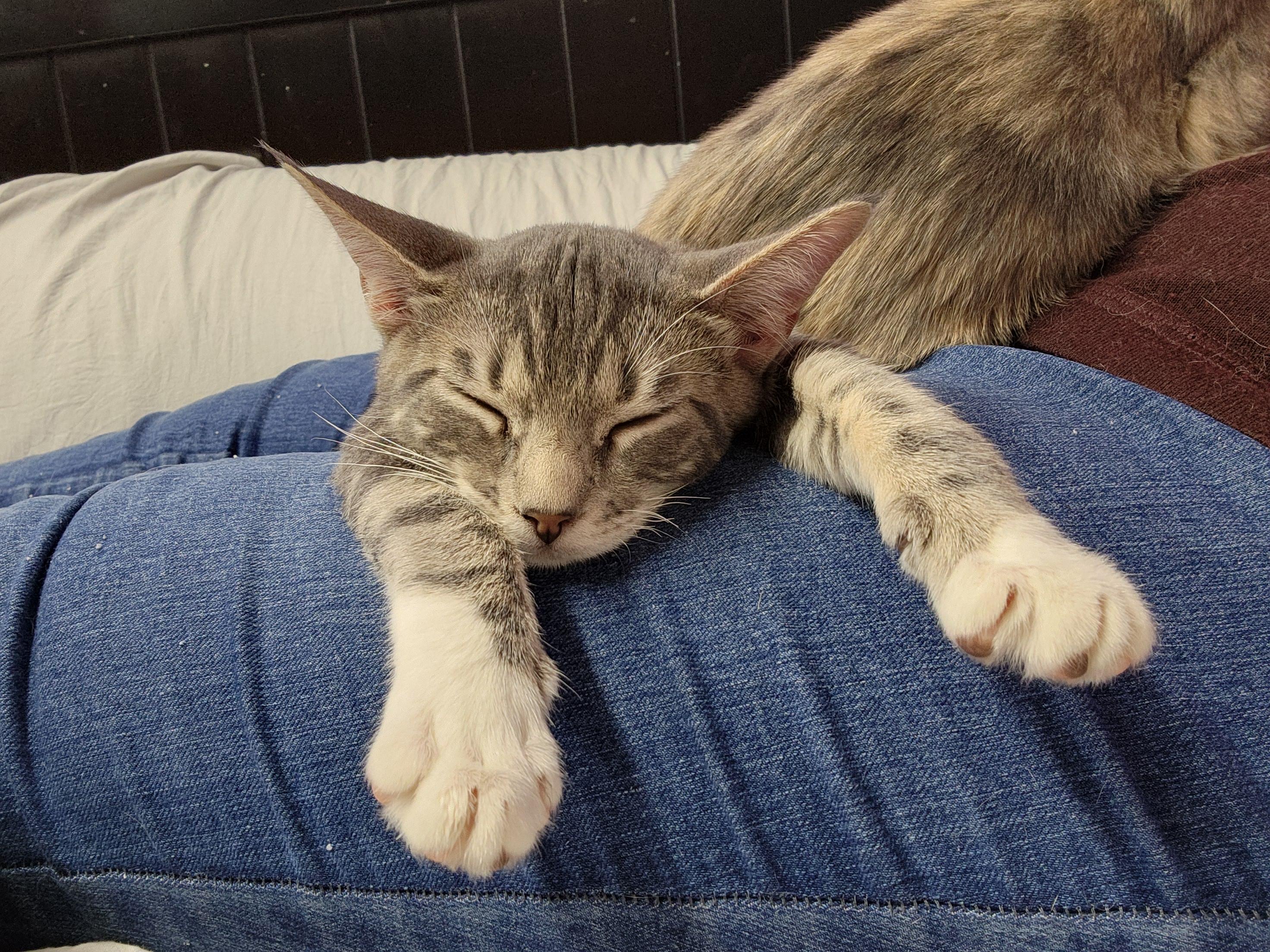 Enlarge Mr. Spoons (AKA little spoon), a Adopted Domestic Short Hair in Stow, MA image 3/6