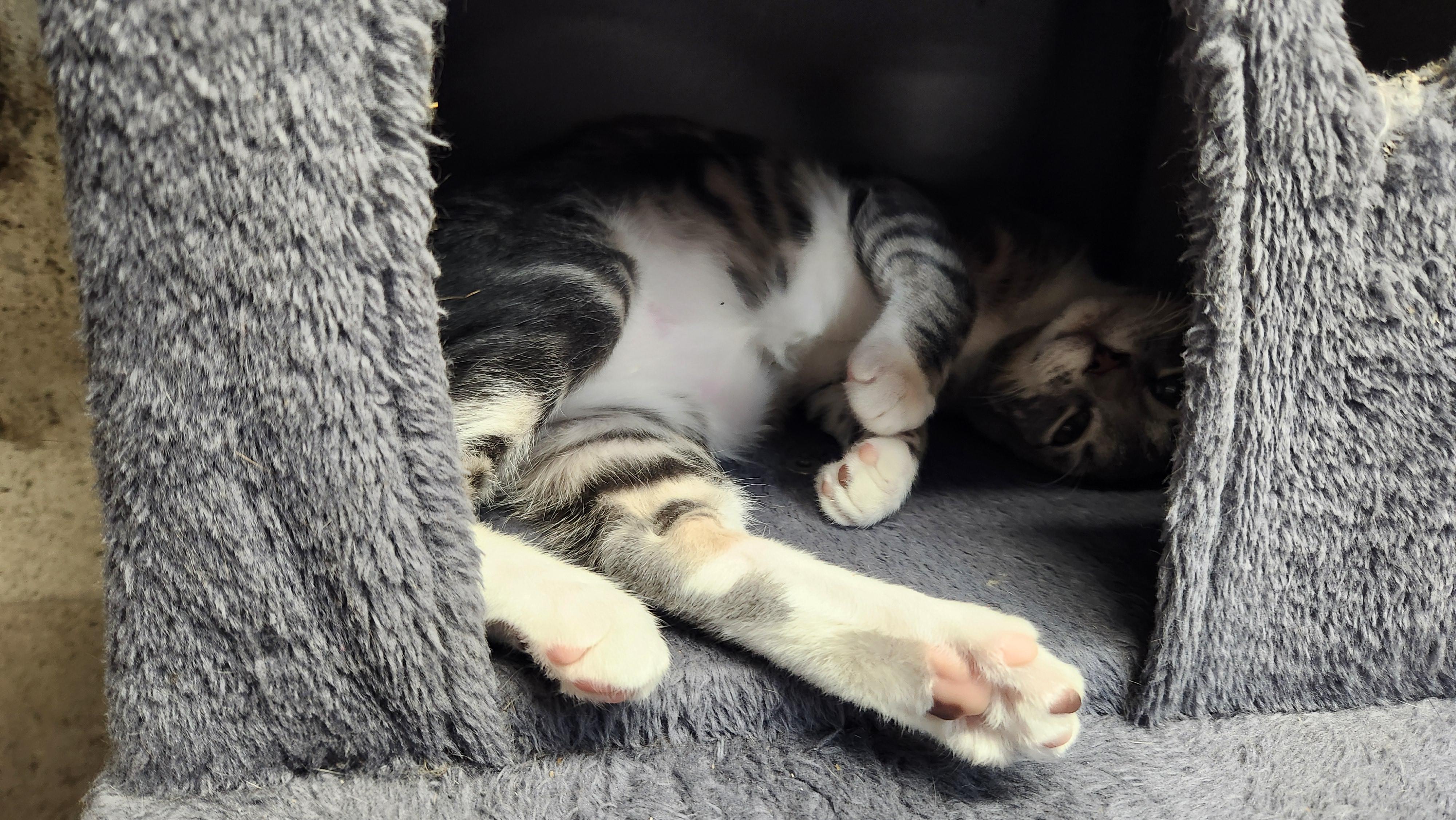 Enlarge Mr. Spoons (AKA little spoon), a Adopted Domestic Short Hair in Stow, MA image 4/6