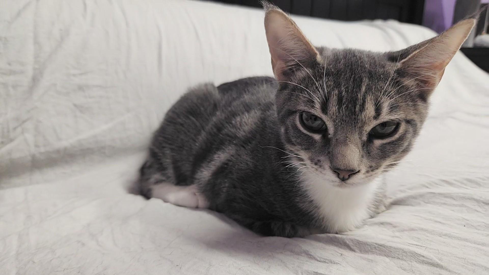 Enlarge Mr. Spoons (AKA little spoon), a Adopted Domestic Short Hair in Stow, MA image 5/6