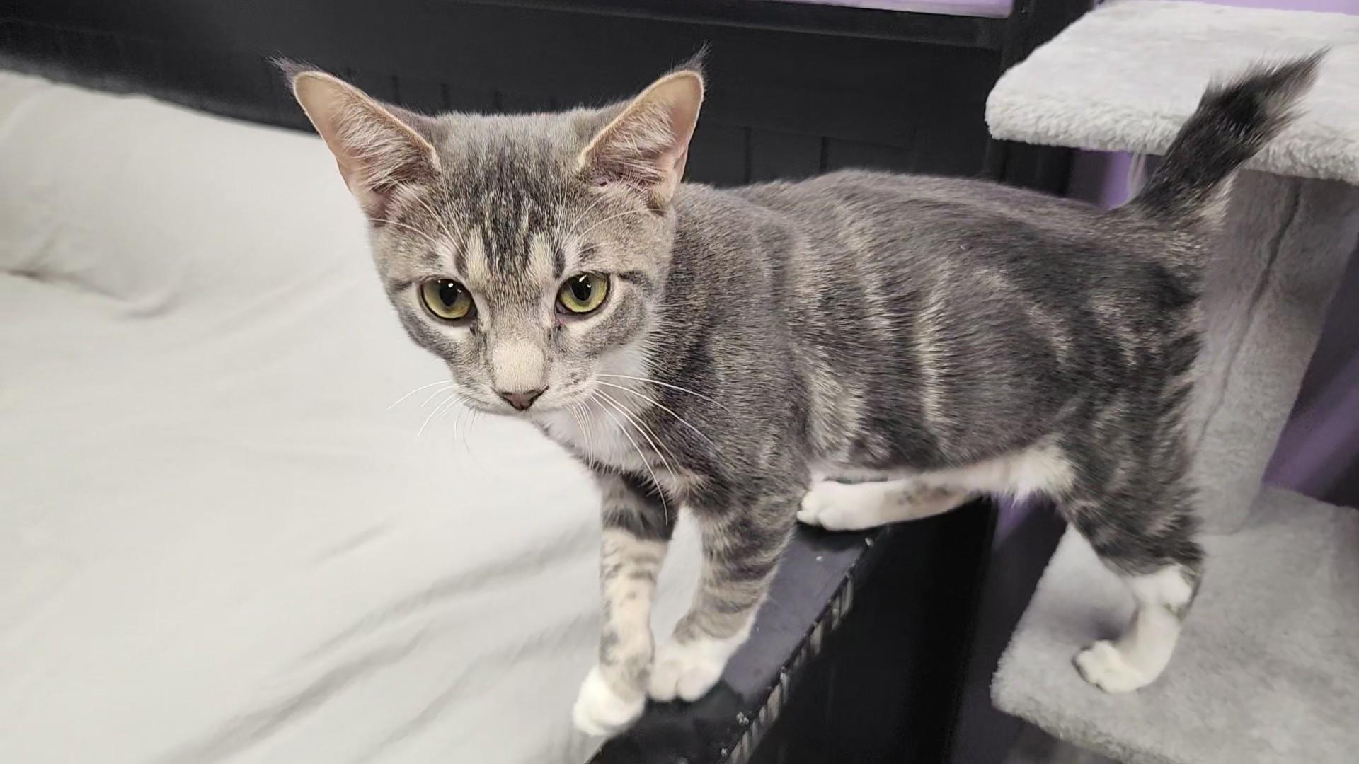 Enlarge Mr. Spoons (AKA little spoon), a Adopted Domestic Short Hair in Stow, MA image 6/6