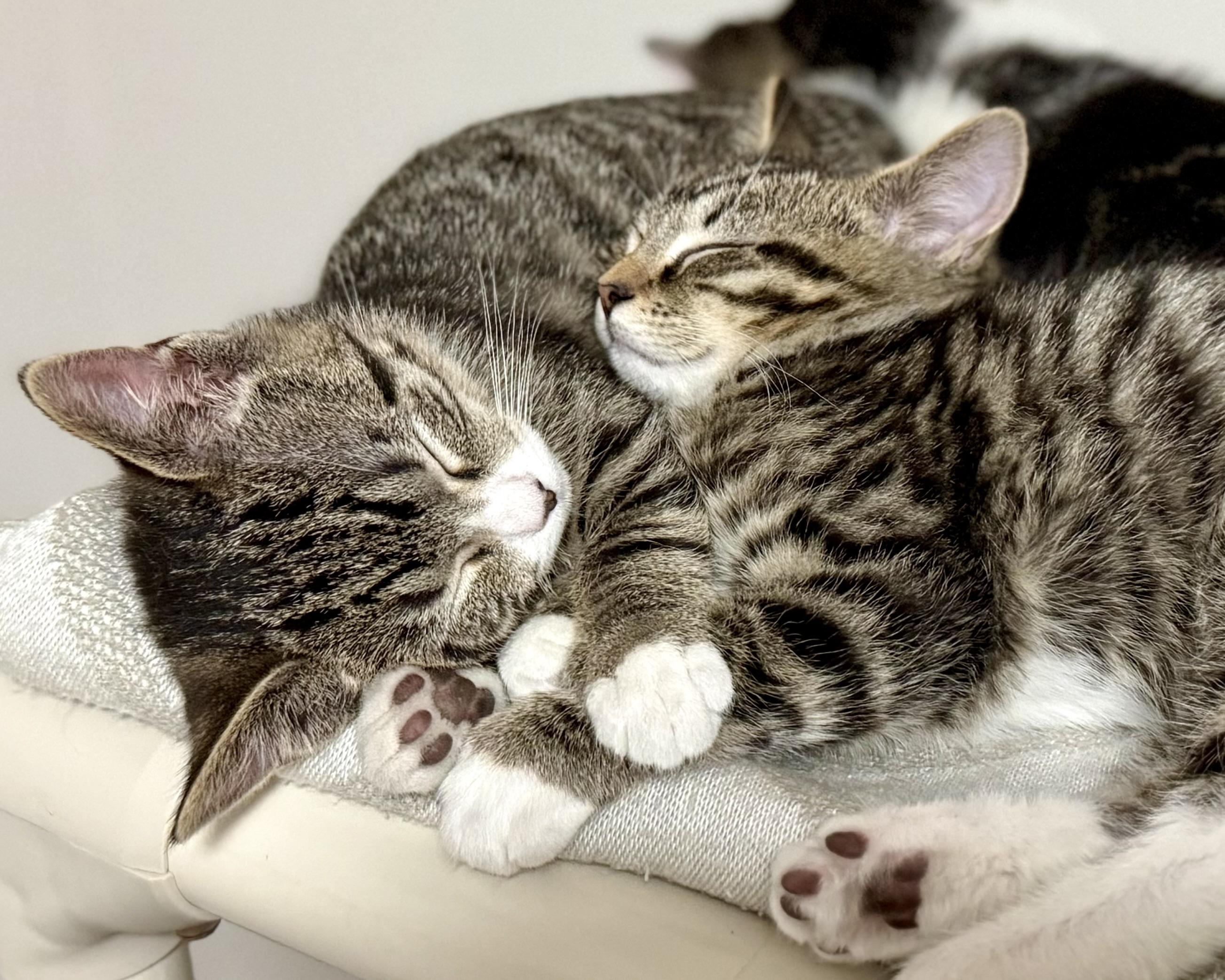 Enlarge Cindy , an adopted mixed breed in Salem, OH image 4/6