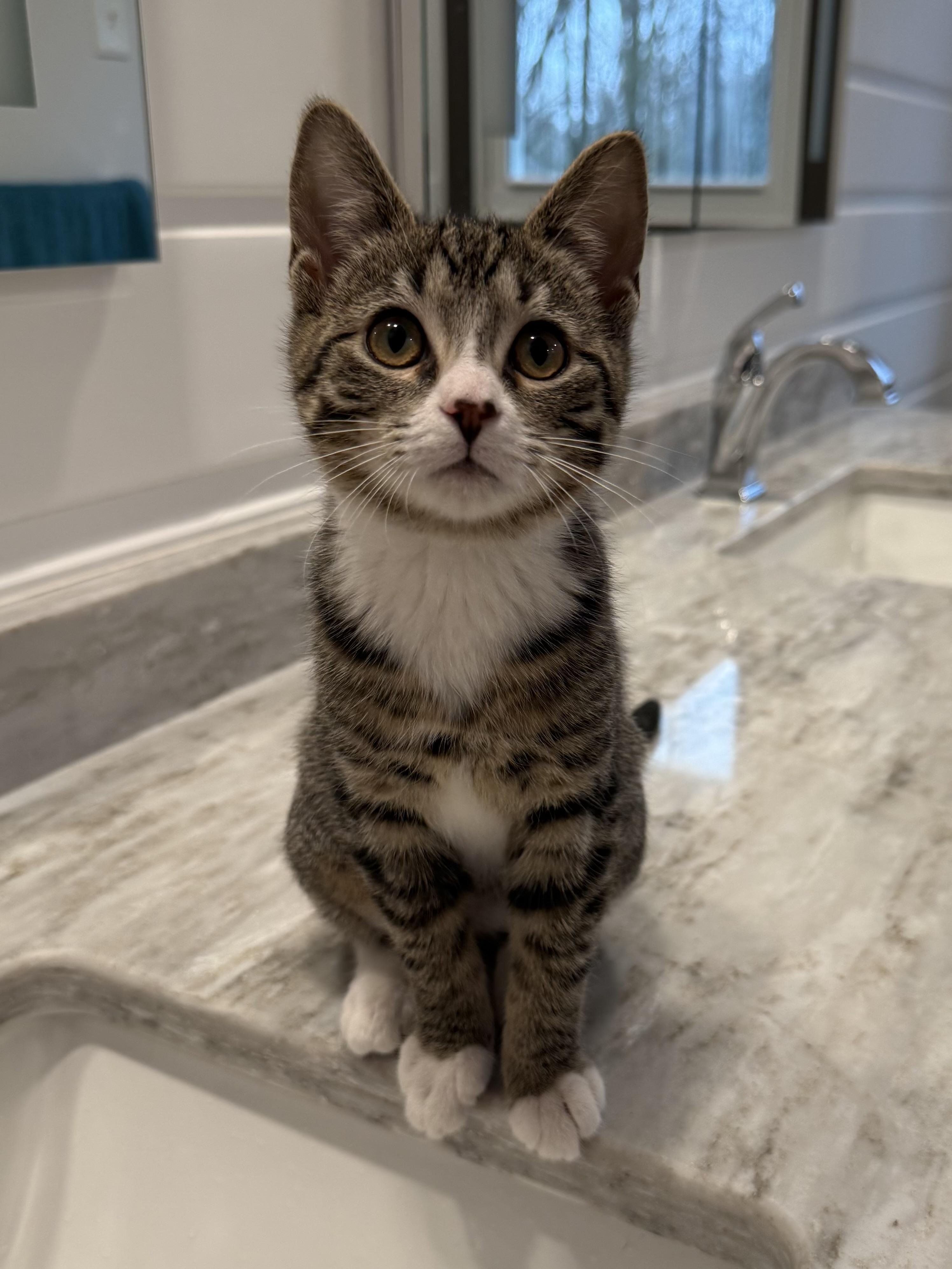 Enlarge Cindy , an adopted mixed breed in Salem, OH image 2/6