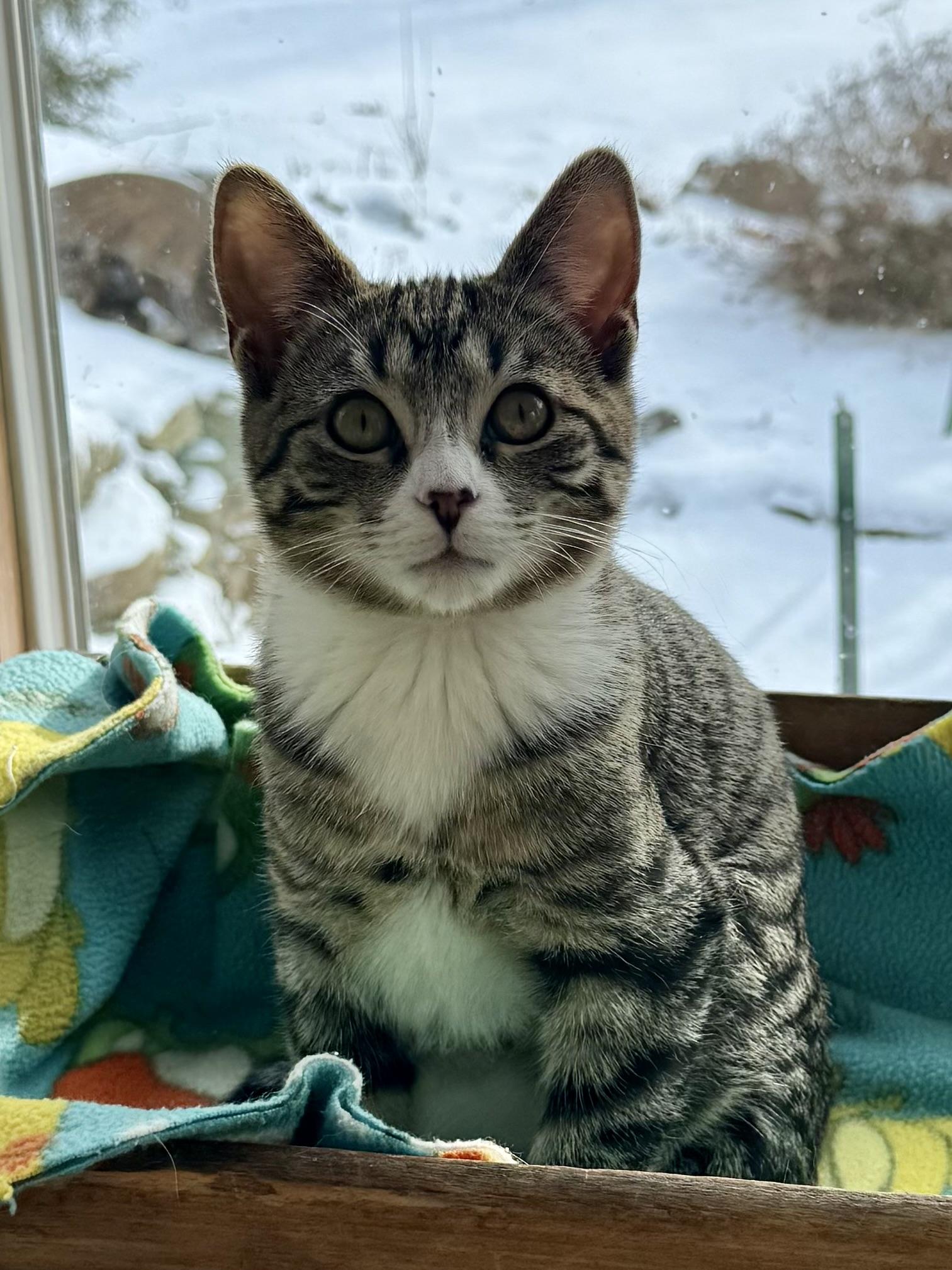 Enlarge Cindy , an adopted mixed breed in Salem, OH image 5/6