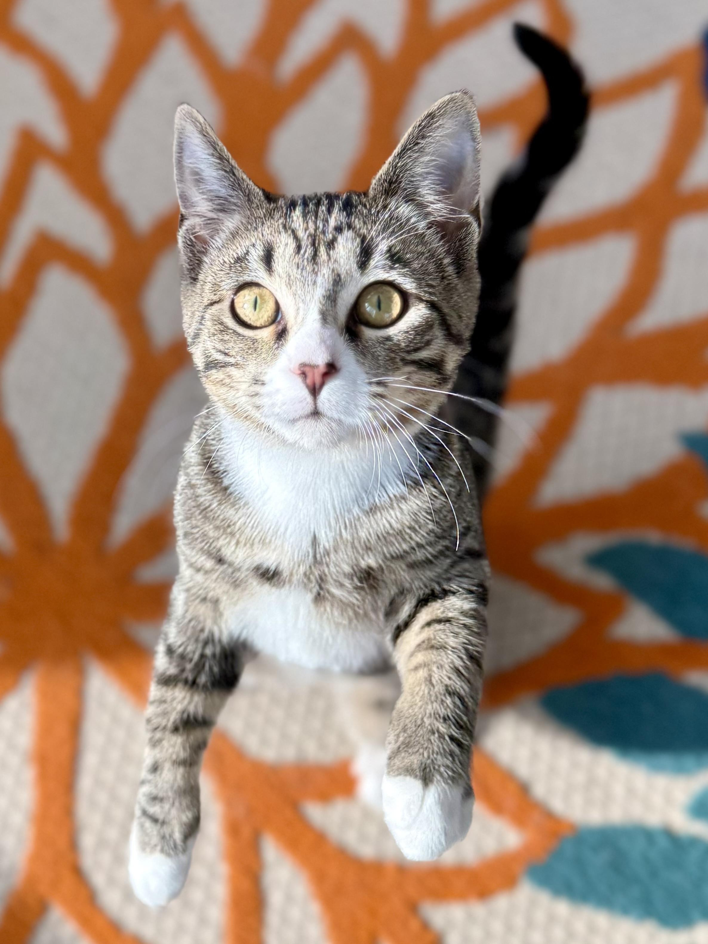 Cindy , adopted, Kitten Female Domestic Short Hair & Tabby.