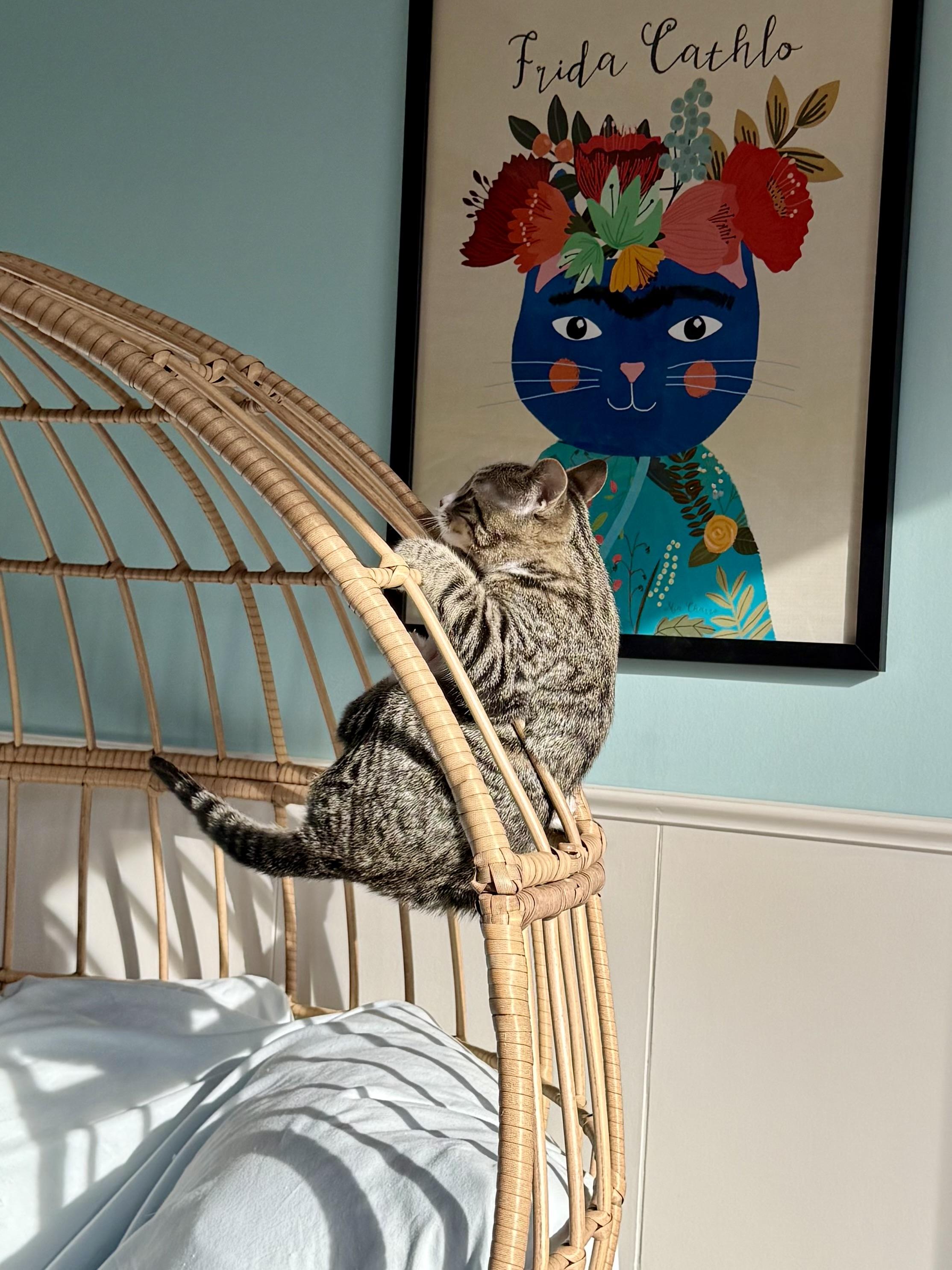 Enlarge Cindy , an adopted mixed breed in Salem, OH image 6/6