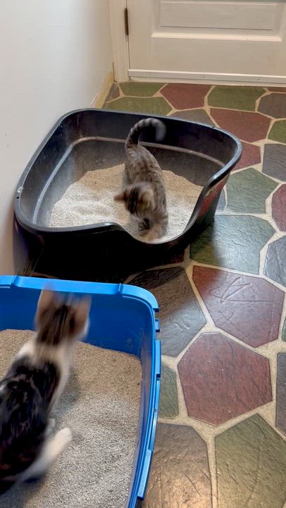 Enlarge Cindy , an adopted mixed breed in Salem, OH video 3/6