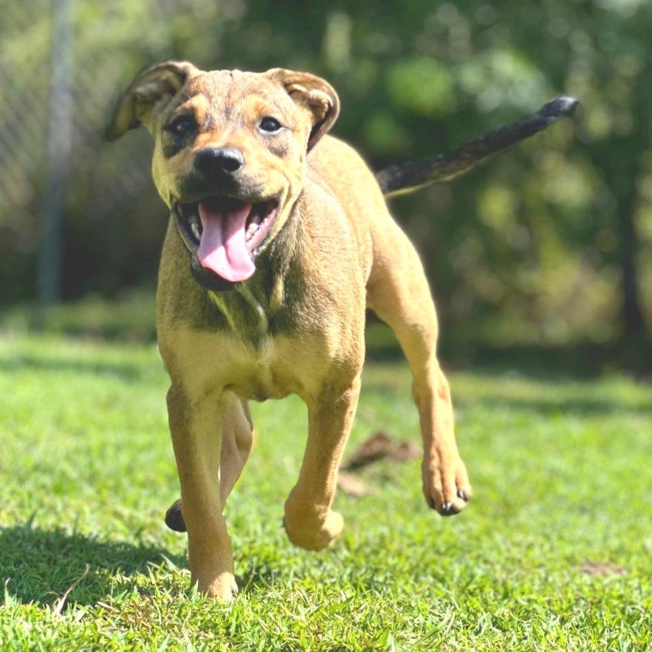 Enlarge Jewel, a Adoptable Mixed Breed in Keaau, HI image 1/5