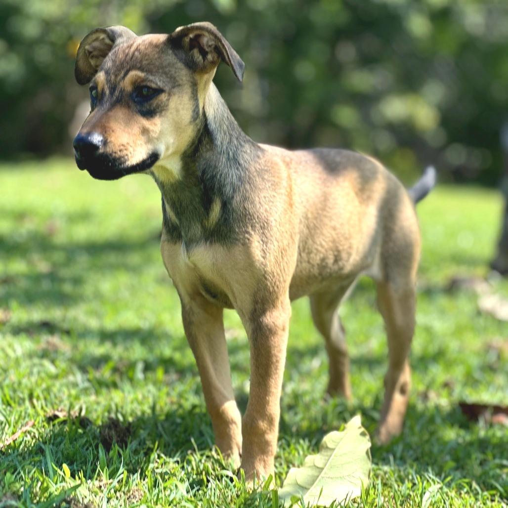 Enlarge Jewel, a Adoptable Mixed Breed in Keaau, HI image 2/5