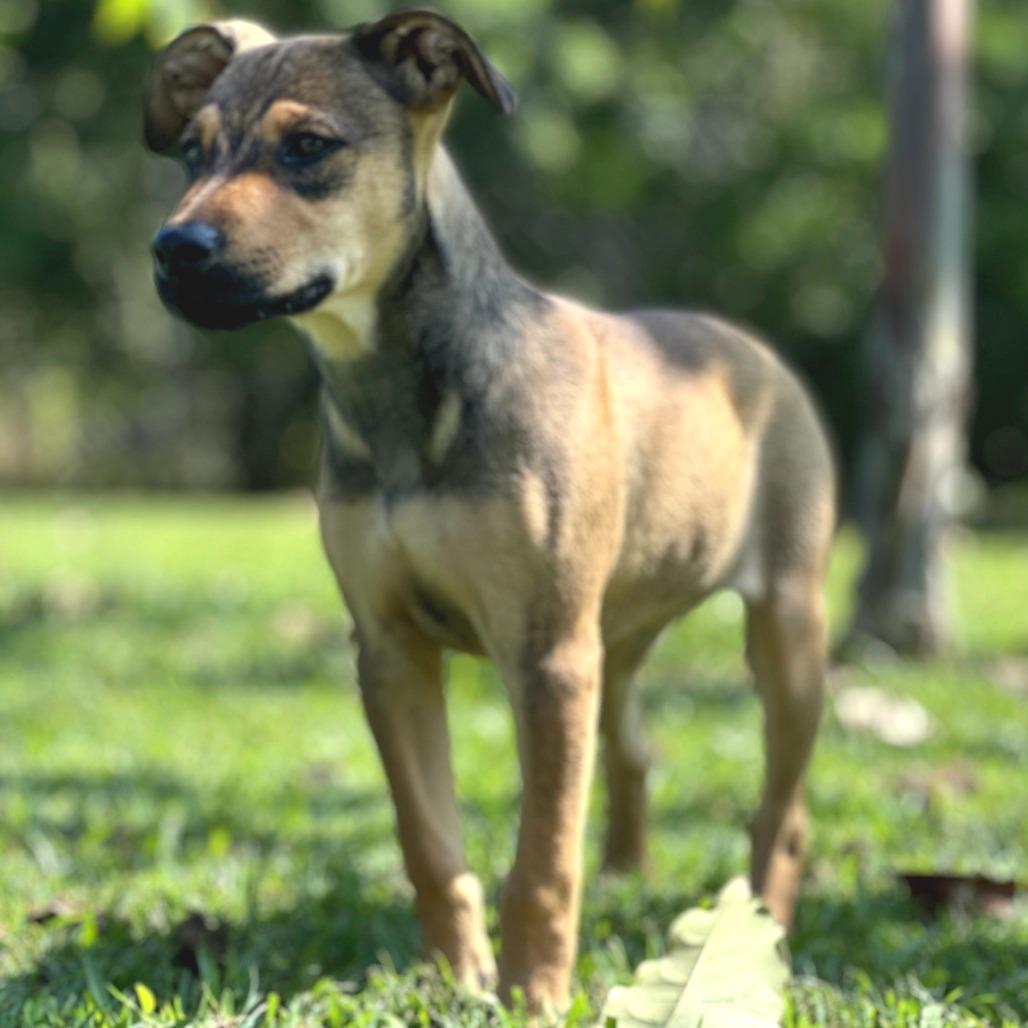 Enlarge Jewel, a Adoptable Mixed Breed in Keaau, HI image 3/5