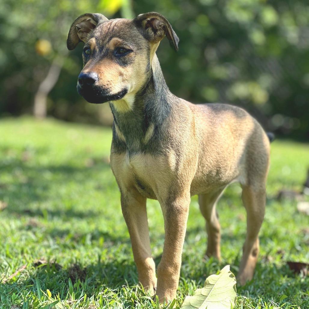 Enlarge Jewel, a Adoptable Mixed Breed in Keaau, HI image 5/5