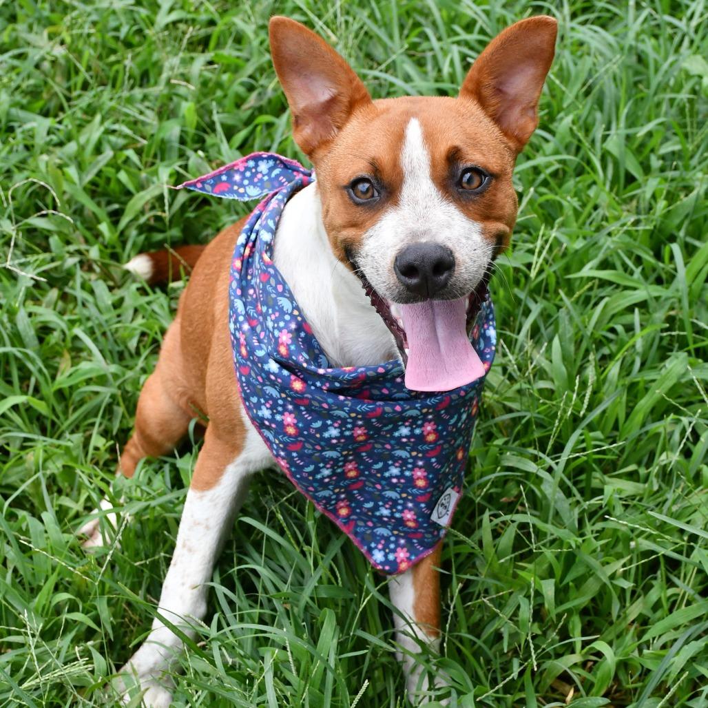 Nia, Adoptable, Young Female Black Mouth Cur.