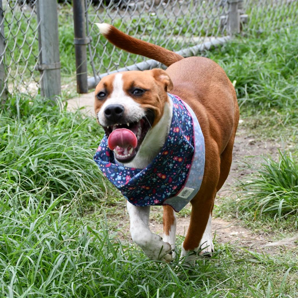 Enlarge Nia, a Adoptable Black Mouth Cur in Beaumont, TX image 2/4