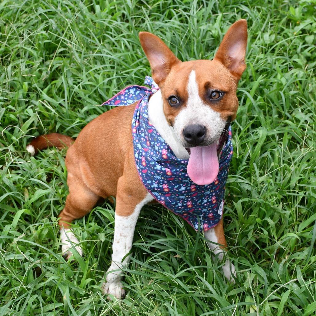Enlarge Nia, a Adoptable Black Mouth Cur in Beaumont, TX image 3/4