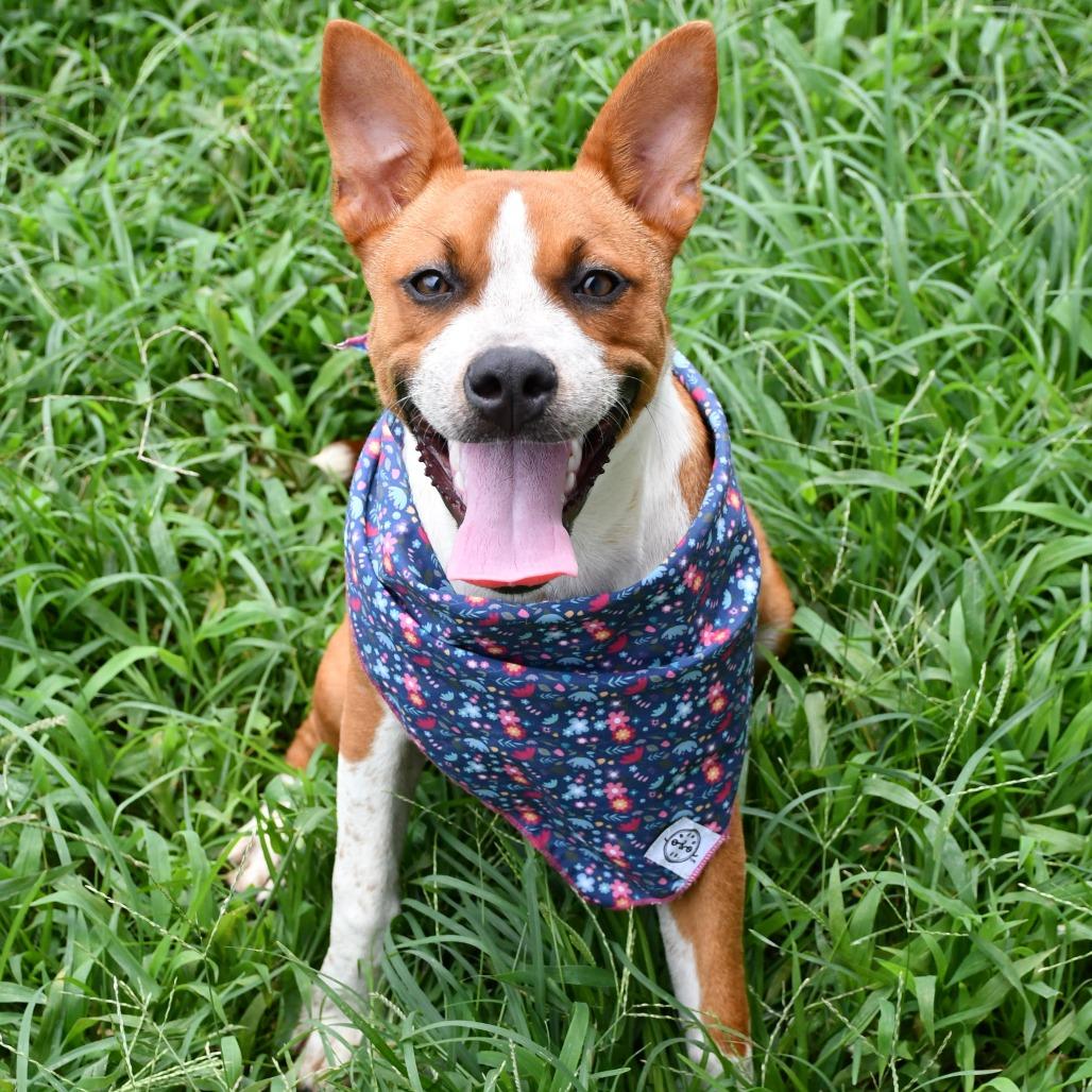Enlarge Nia, a Adoptable Black Mouth Cur in Beaumont, TX image 4/4