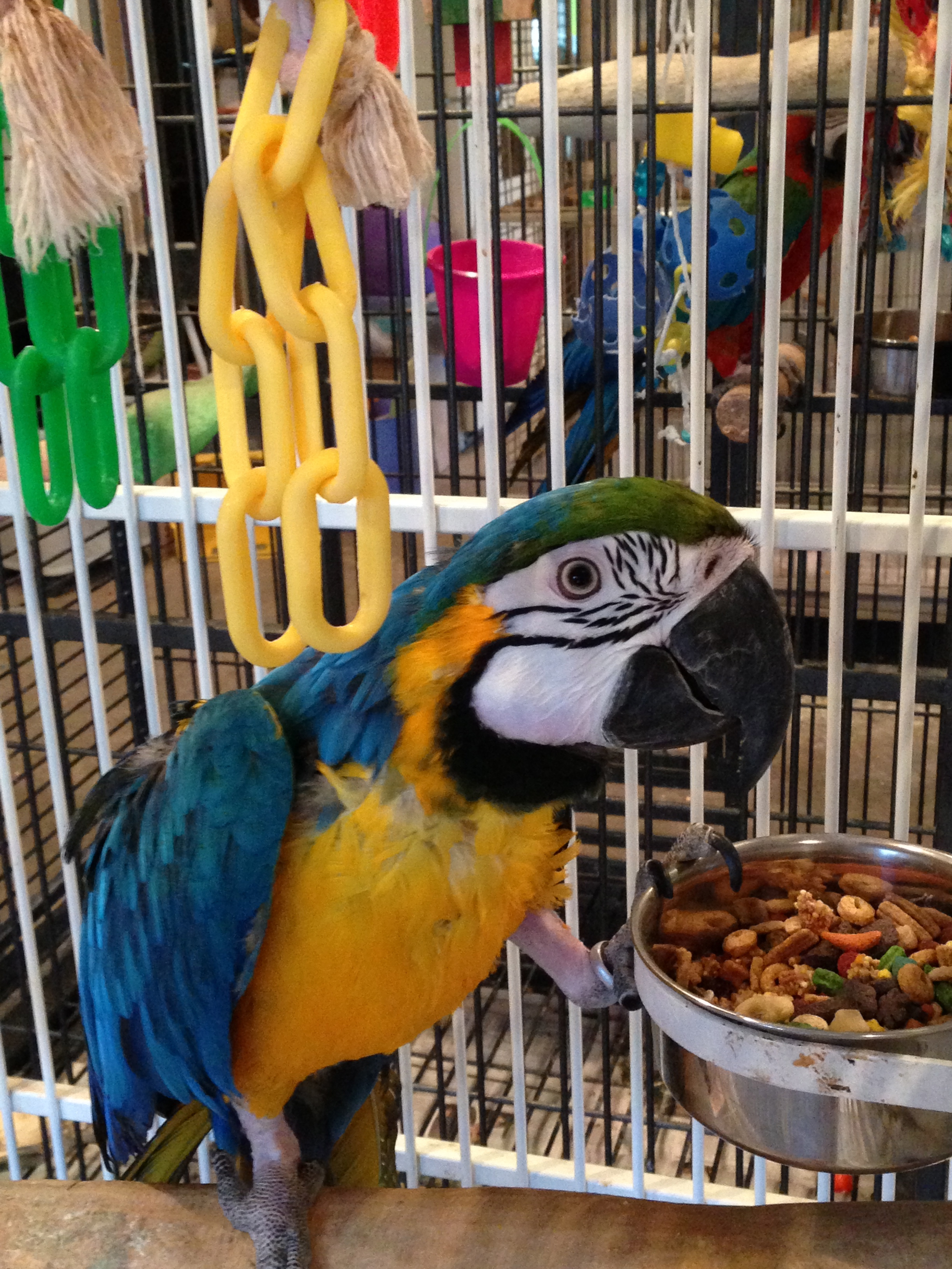 Enlarge Cyrus, a Adoptable Macaw in Blairstown, NJ image 1/2