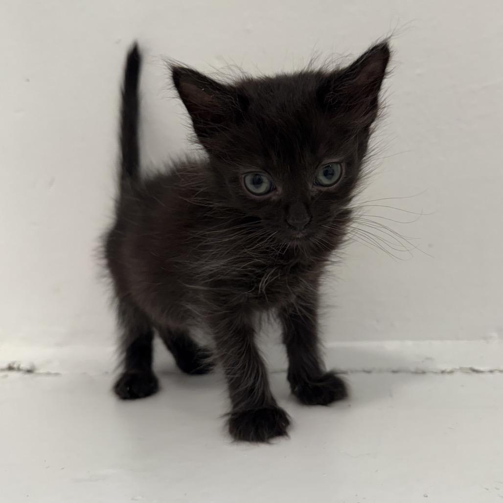 Boo, Adoptable, Kitten Male Domestic Short Hair.