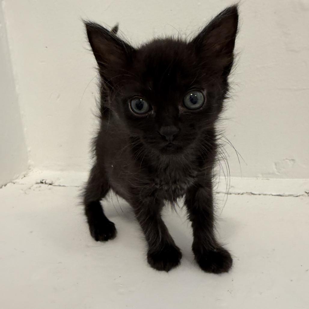 Boo, a Adoptable Domestic Short Hair in Los Angeles, CA image 2/3