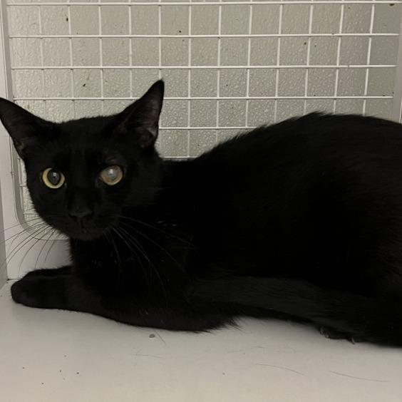 Bro-ski, Adoptable, Adult Male Domestic Short Hair.