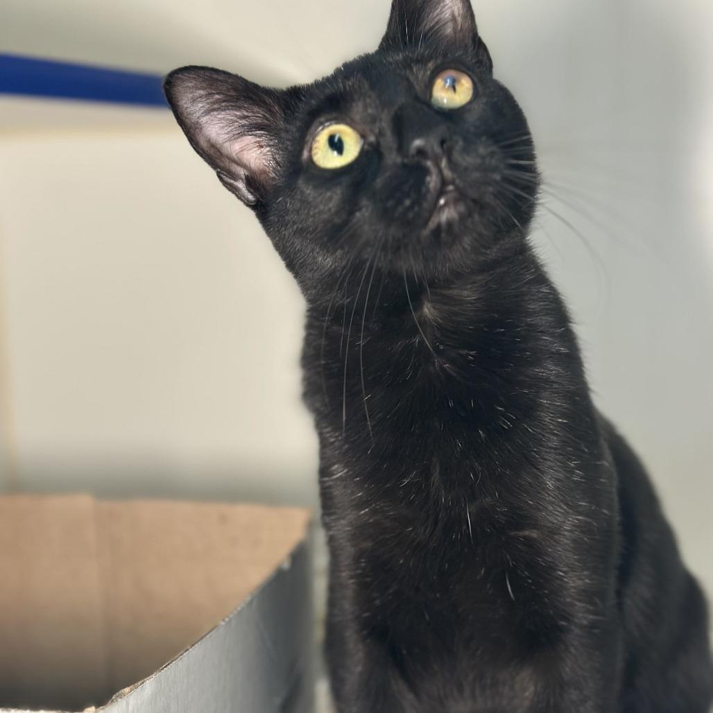 Enlarge Bro-ski, a Adoptable Domestic Short Hair in San Antonio, TX image 2/6