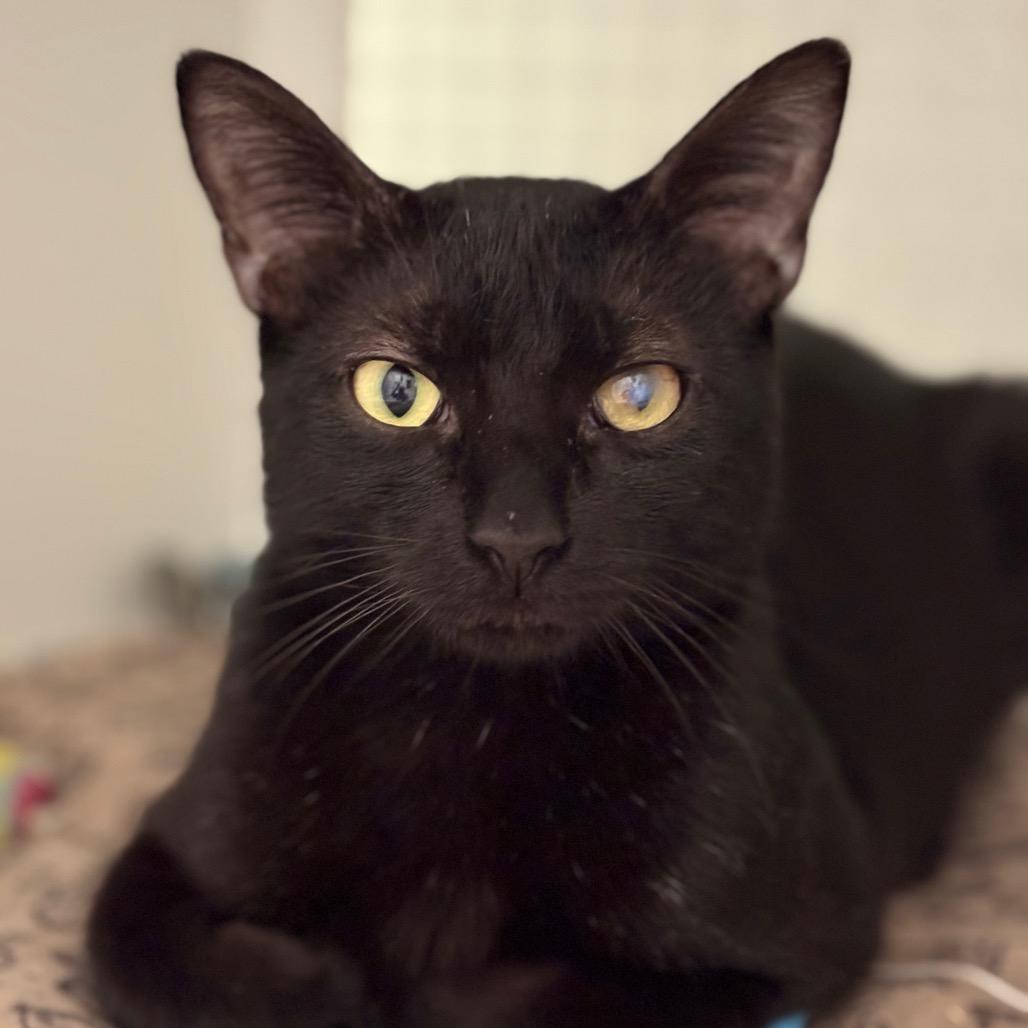 Enlarge Bro-ski, a Adoptable Domestic Short Hair in San Antonio, TX image 3/6