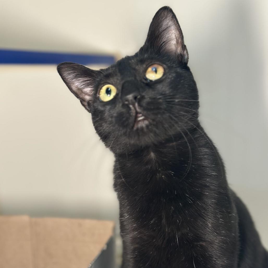Enlarge Bro-ski, a Adoptable Domestic Short Hair in San Antonio, TX image 4/6